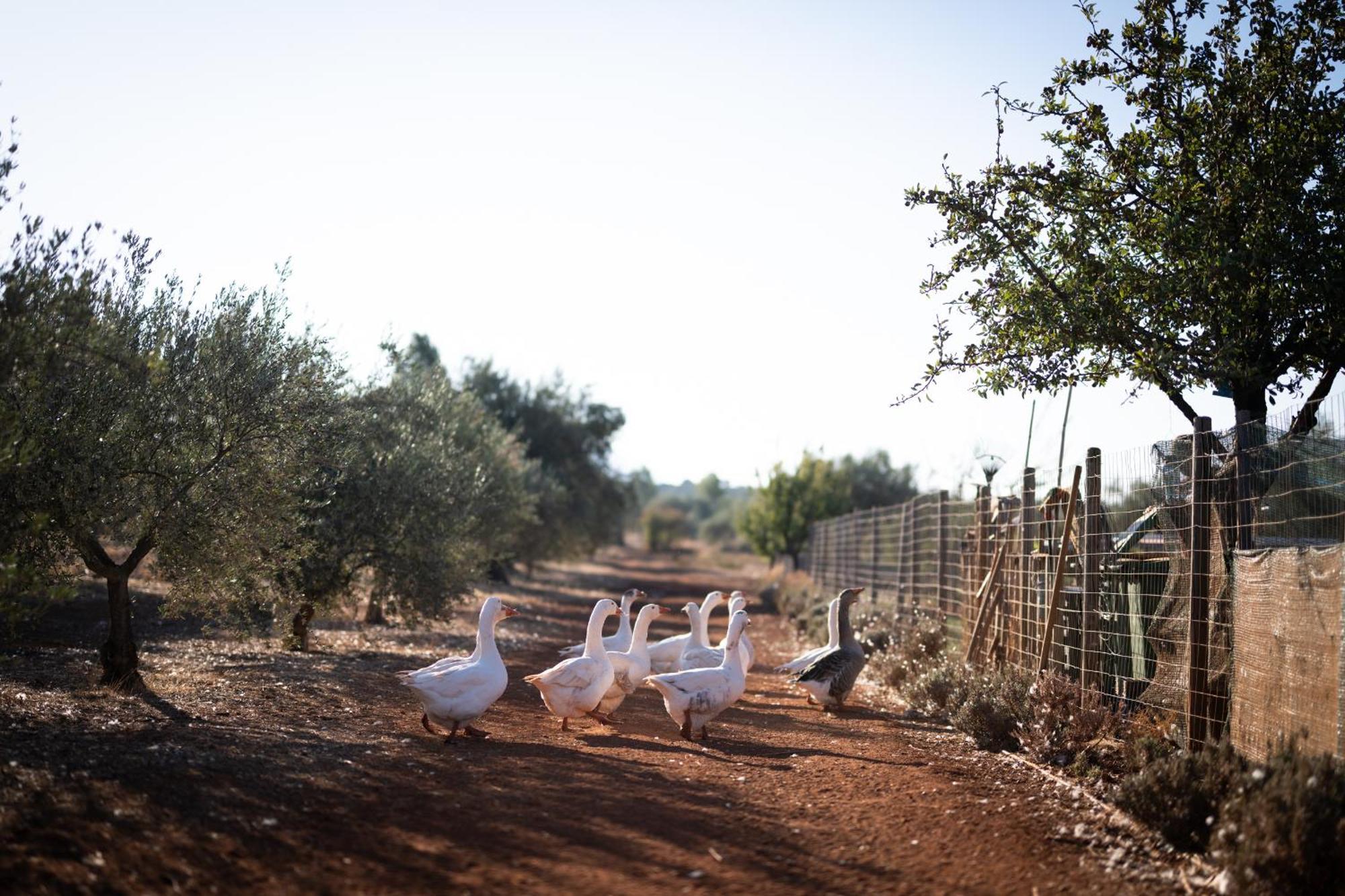 ホテル Eumelia Organic Agrotourism Farm Goúvai エクステリア 写真