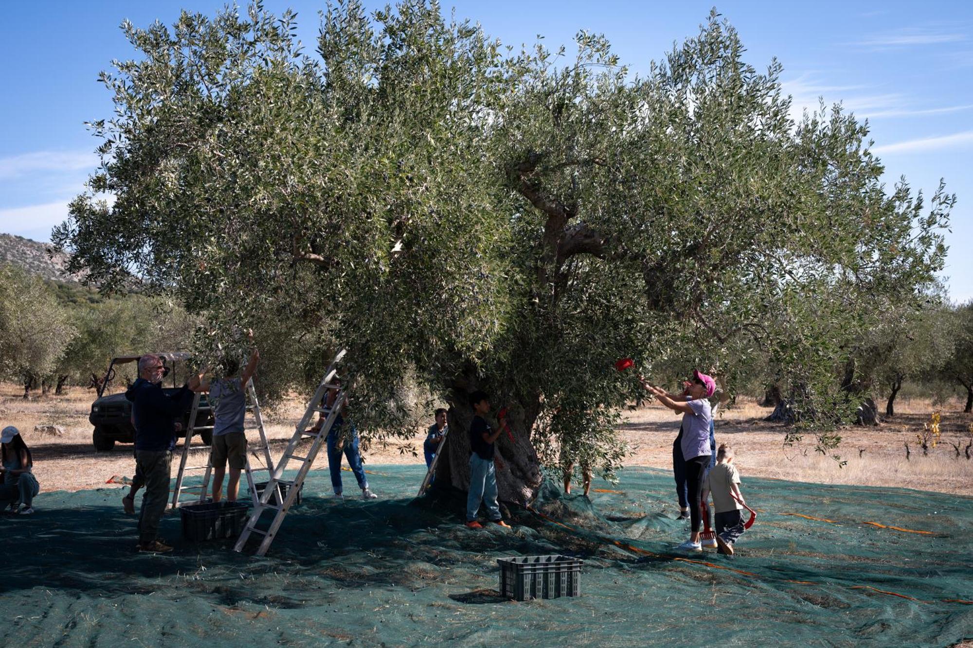 ホテル Eumelia Organic Agrotourism Farm Goúvai エクステリア 写真